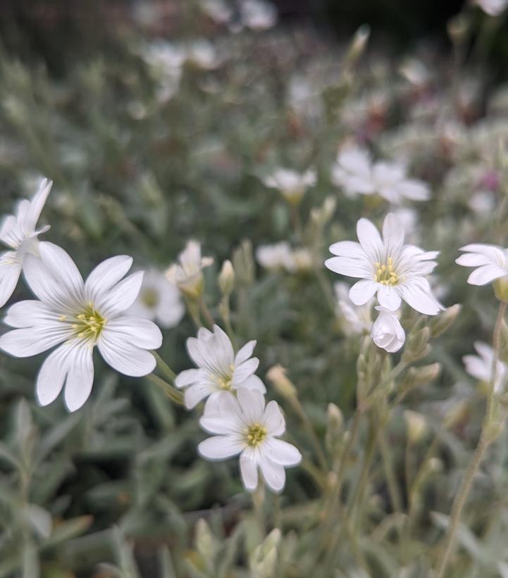 Cerastium tomentosum 