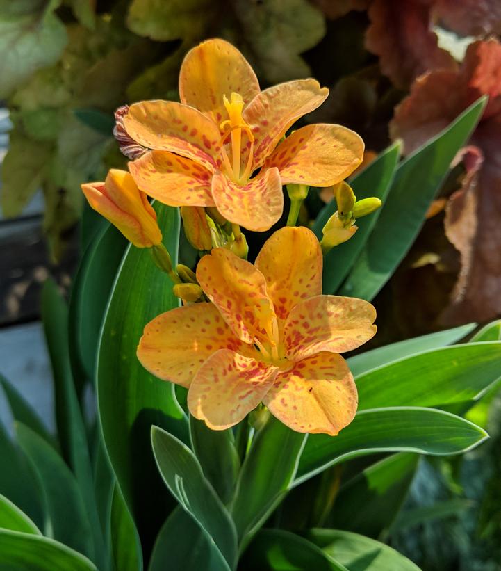 Belamcanda chinensis 'Freckle Face'