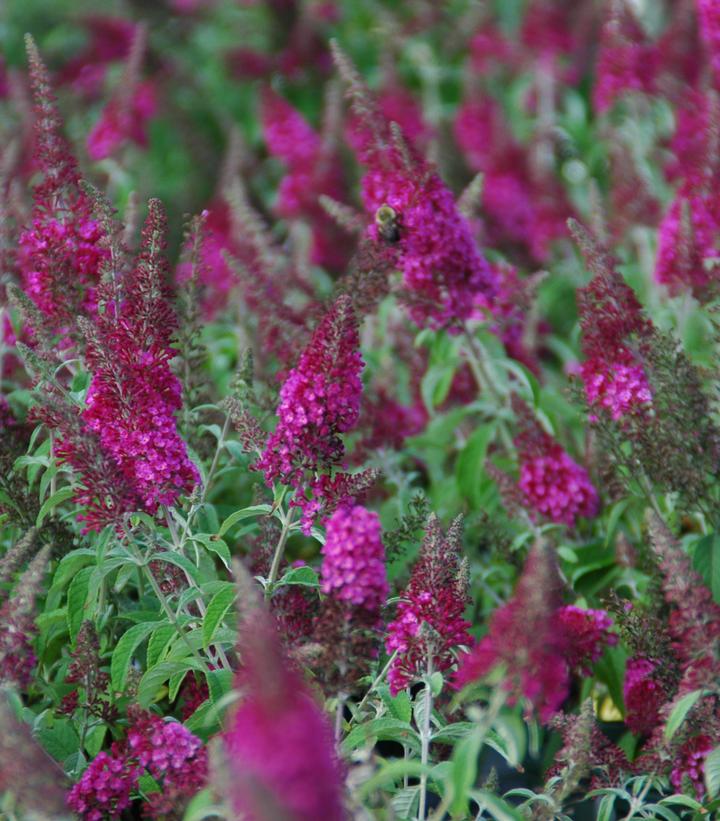 Buddleia hybrid CranRazz™ CranRazz™ Butterfly Bush from Prides Corner Farms