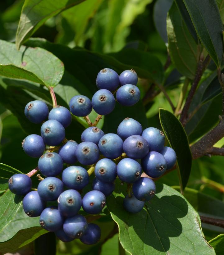 Cornus amomum 'Cayenne' Cayenne Dogwood from Prides Corner Farms