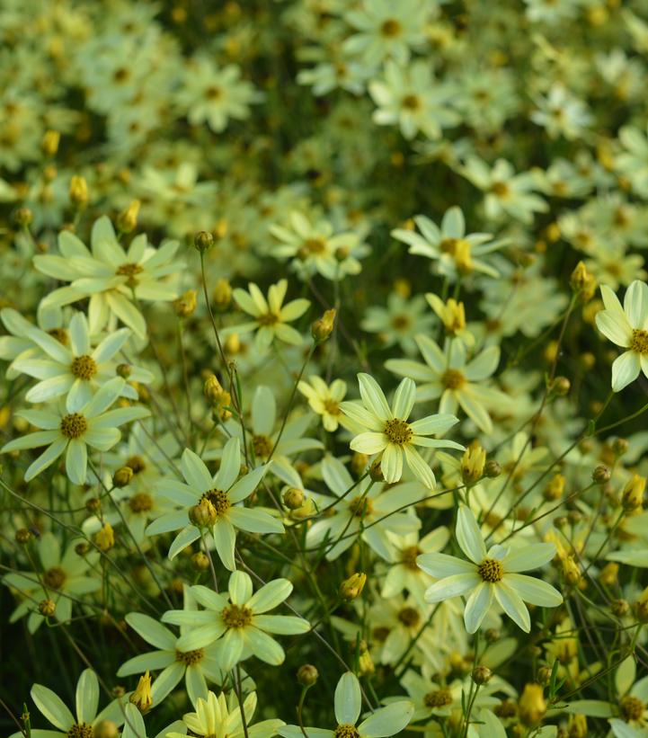 Coreopsis verticillata 'Moonbeam'
