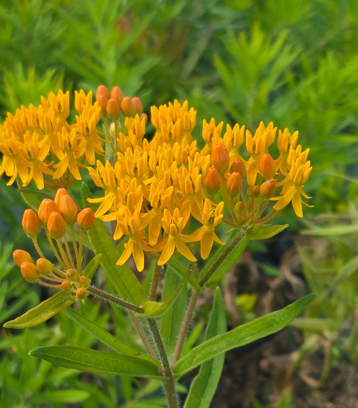 Asclepias tuberosa 'Gay Butterflies'