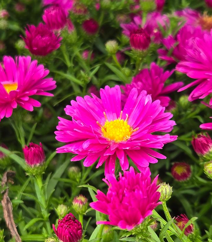 Aster novae-angliae Kickin® Carmine Red