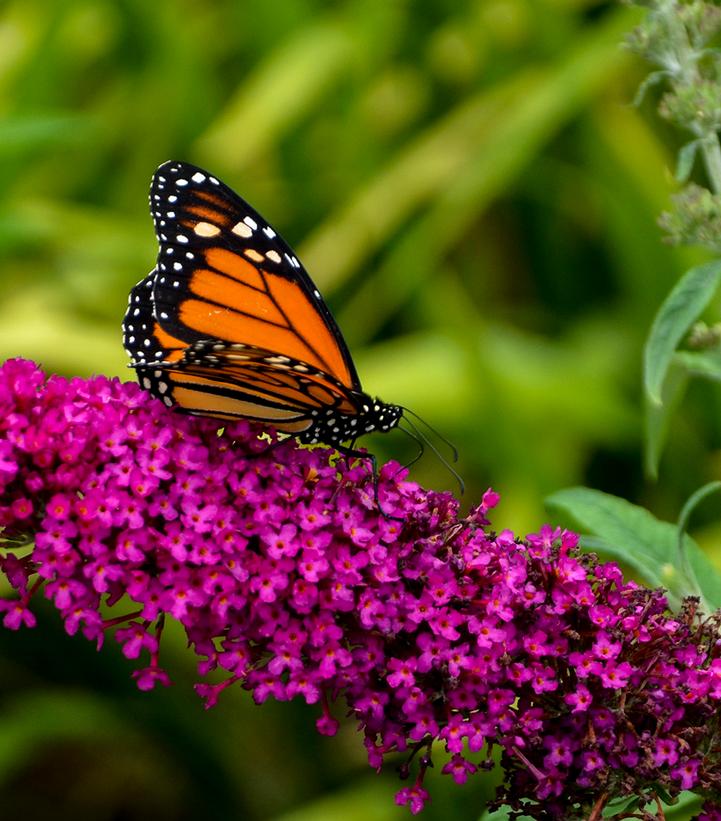 Buddleia Monarch® 'Queen of Hearts'
