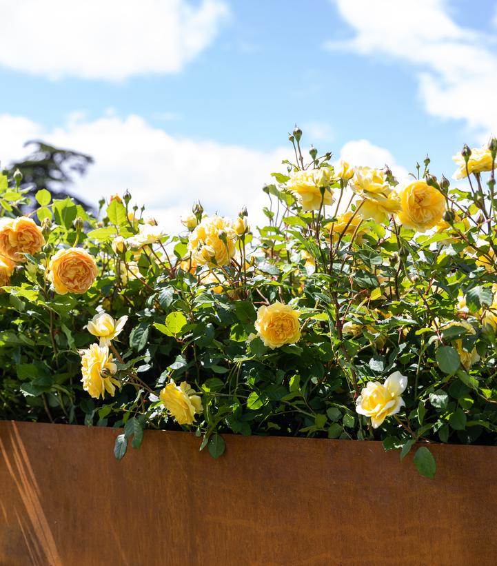 Rosa The Poet's Wife