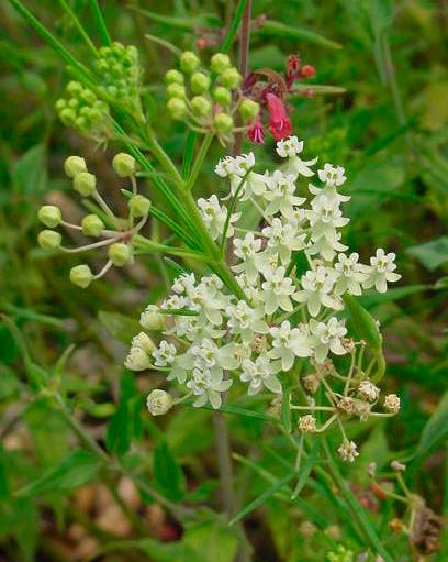 Asclepias verticillata 