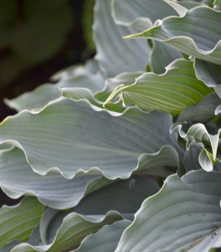 Hosta x Shadowland® Shadowland® 'Waterslide'