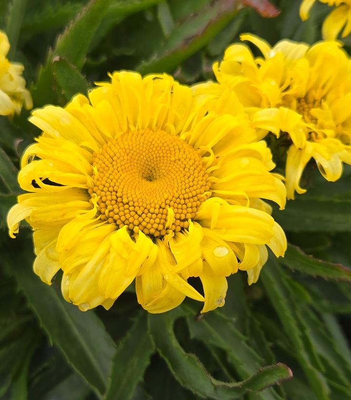 Leucanthemum x superbum 'Goldfinch'