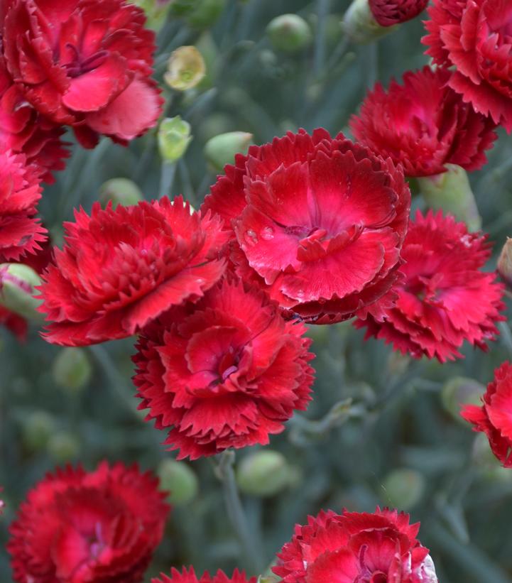 DIanthus x PRETTY POPPERS® 'Electric Red'