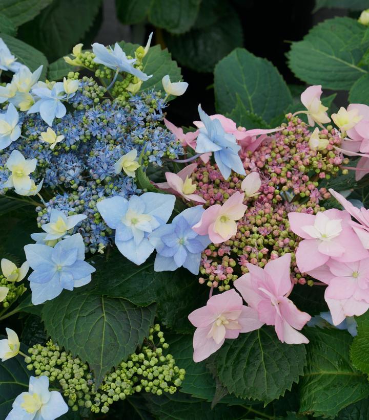 Hydrangea serrata Tuff Stuff Ah-Ha®