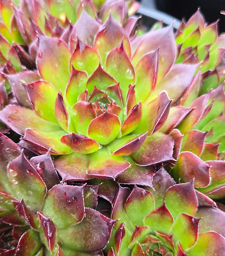 Sempervivum 'Black'