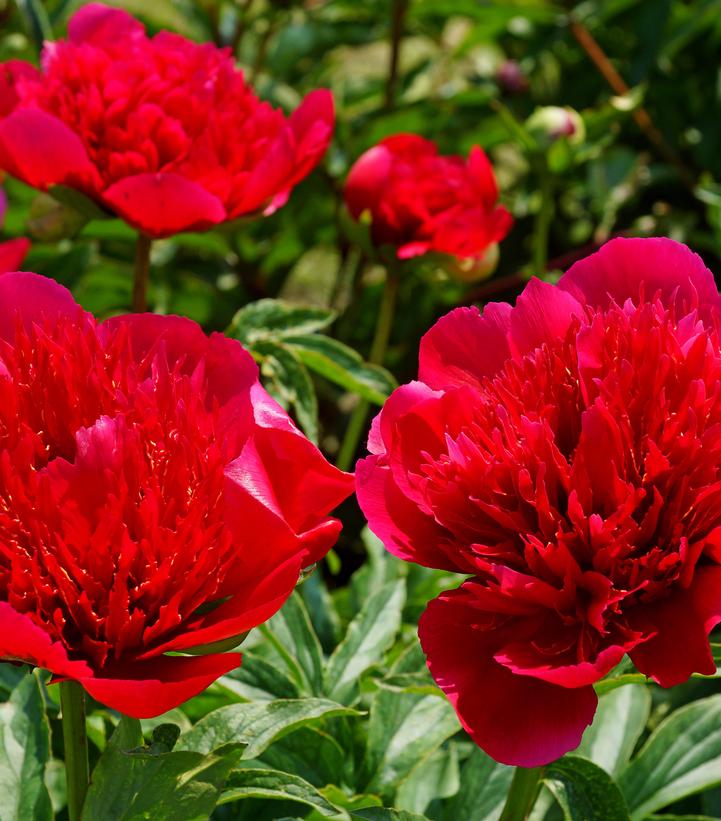 Paeonia lactiflora 'Many Happy Returns'