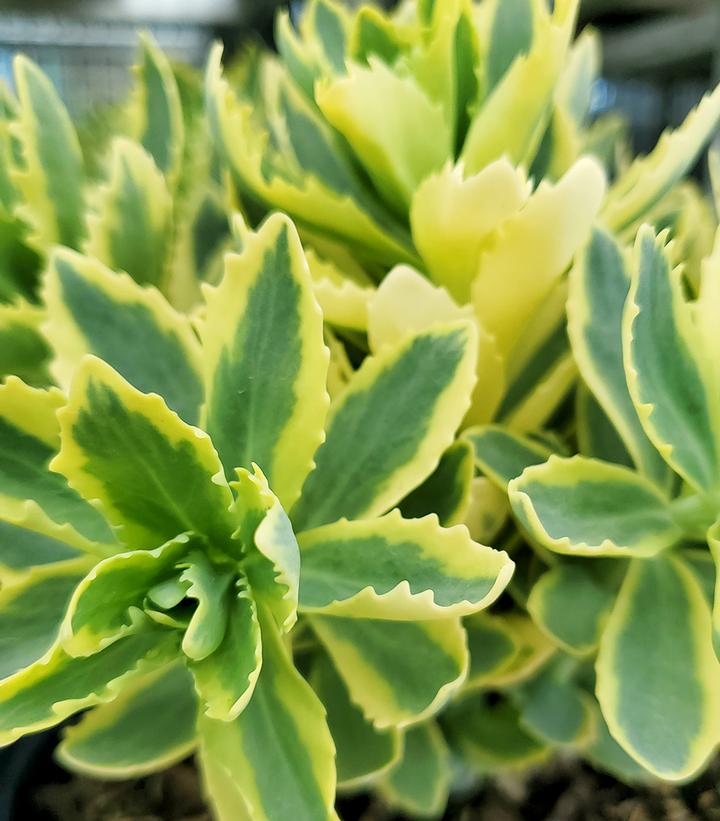 Sedum 'Frosted Fire'