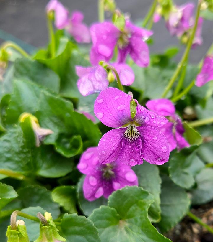 Viola sororia 