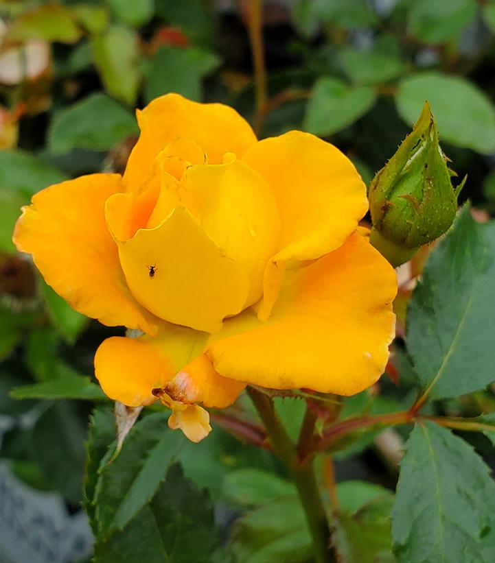 Rosa x Suñorita®