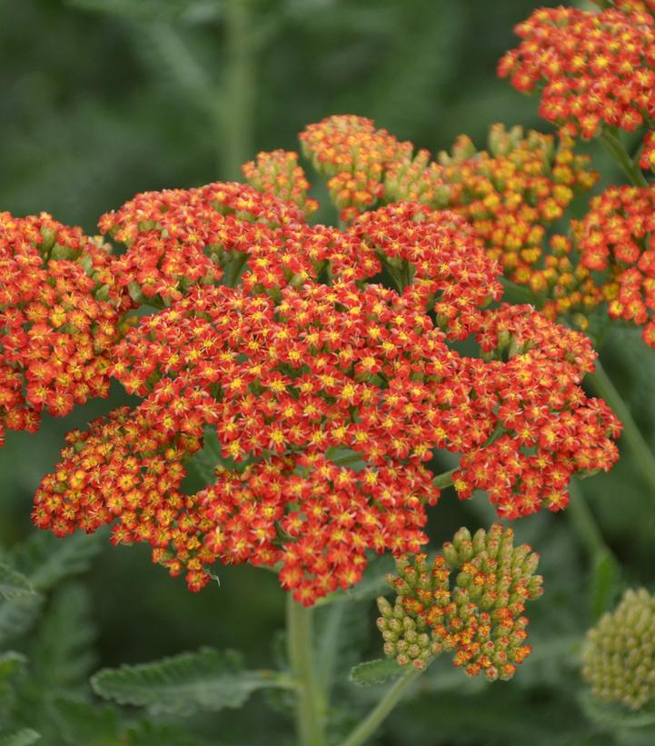 Achillea 'Sassy Summer Sunset'