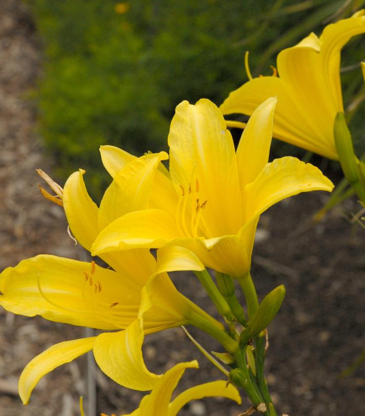 Hemerocallis Hyperion-Yellow