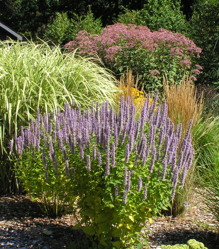 Agastache x 'Blue Fortune'