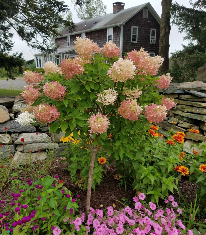 Hydrangea x pan. 'Phantom'