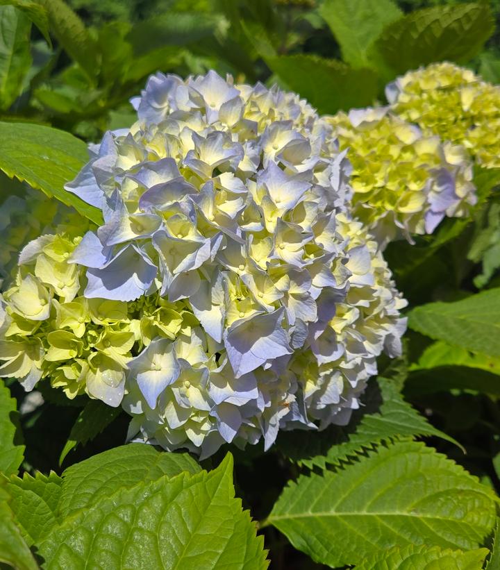 Hydrangea macrophylla Nikko Blue
