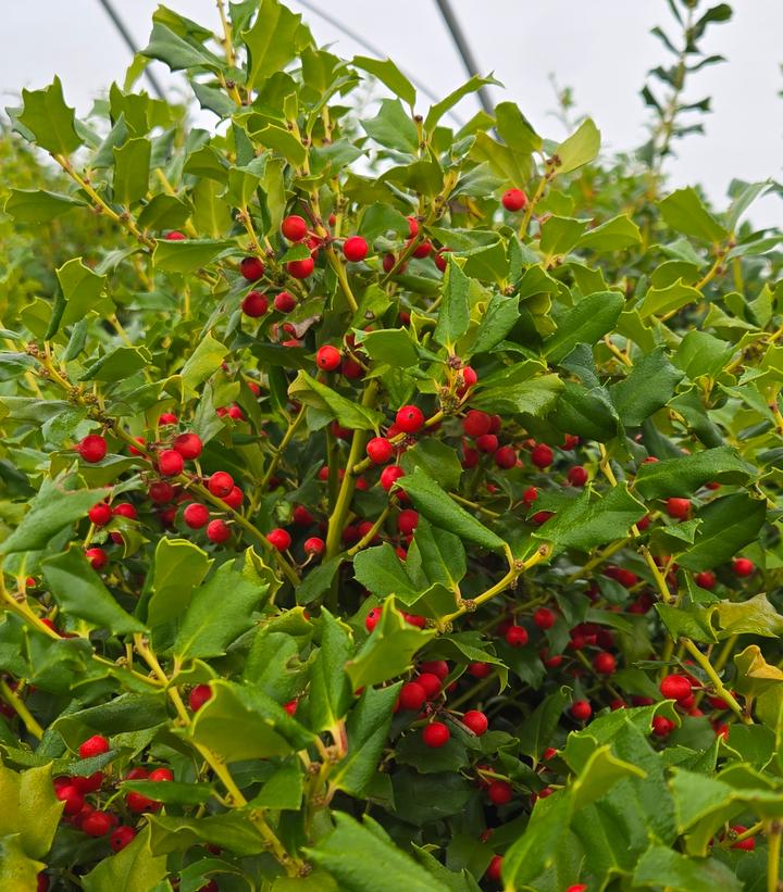 Ilex x meserveae China Girl®