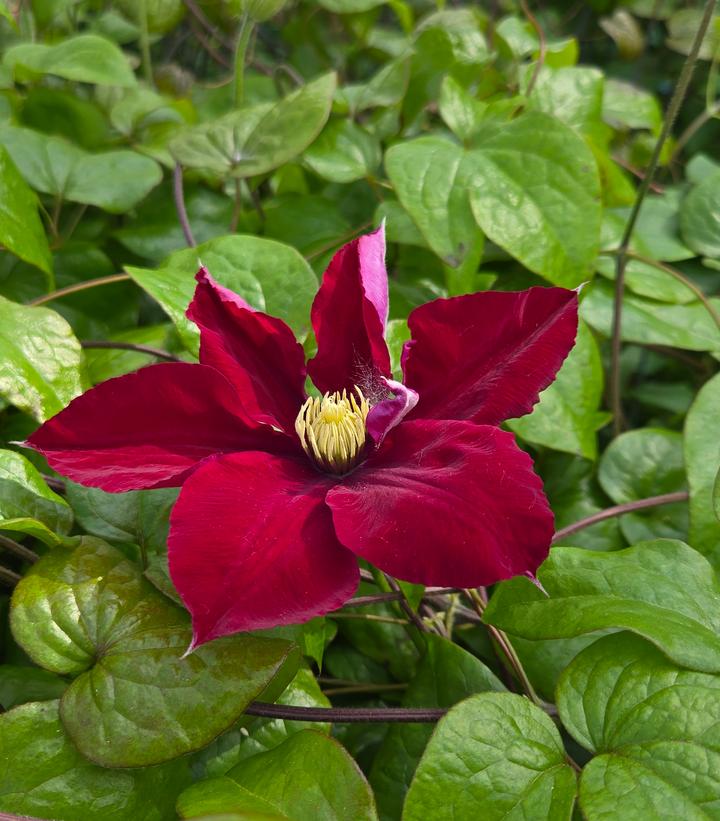 Clematis x 'Charmaine'