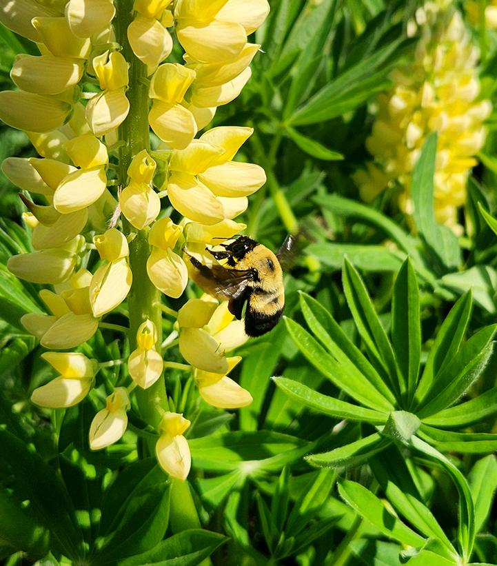 Lupinus Chandelier