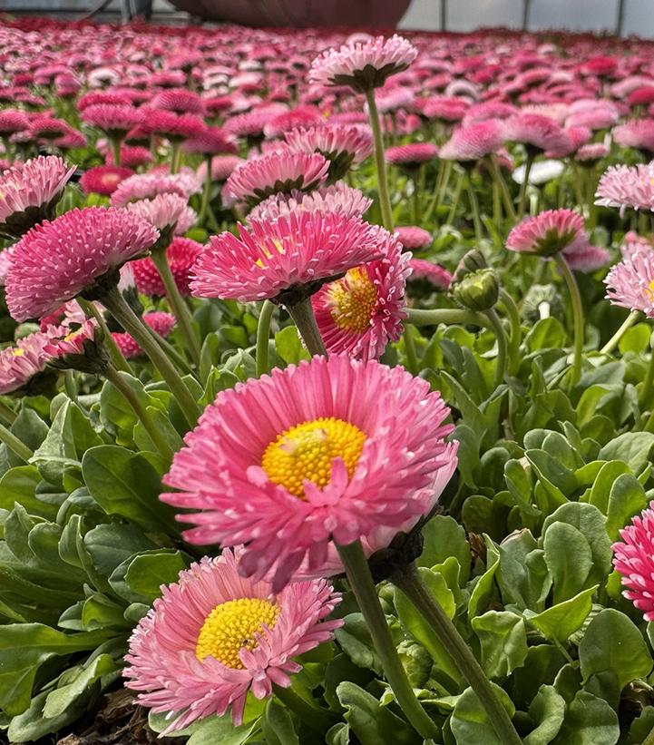 Bellis perennis Bellissima™ Rose