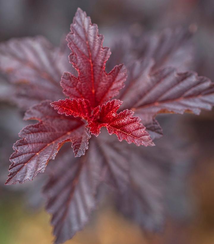 Physocarpus opulifolius Fireside®