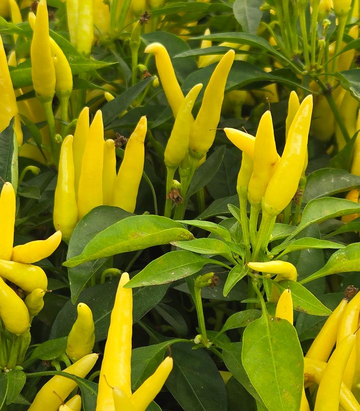 Pepper Ornamental Mixed
