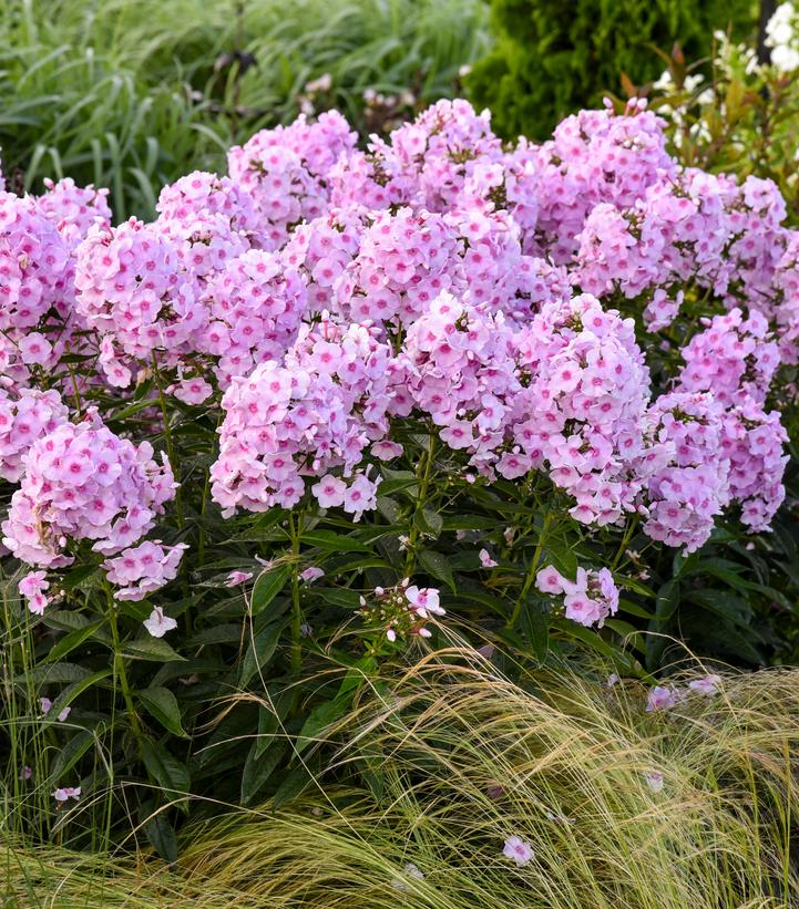 Phlox paniculata Luminary™ 'Opalescence'