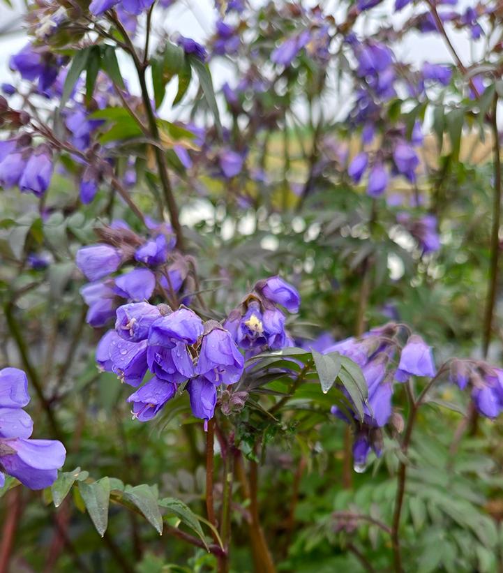 Polemonium hybrid 'Heaven Scent'