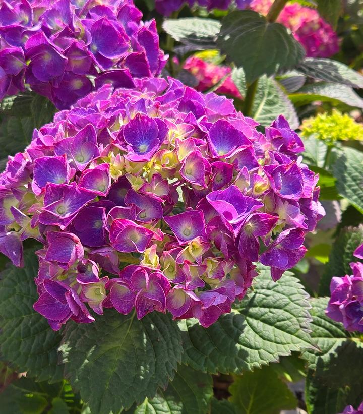 Hydrangea macrophylla Let's Dance Big Band®