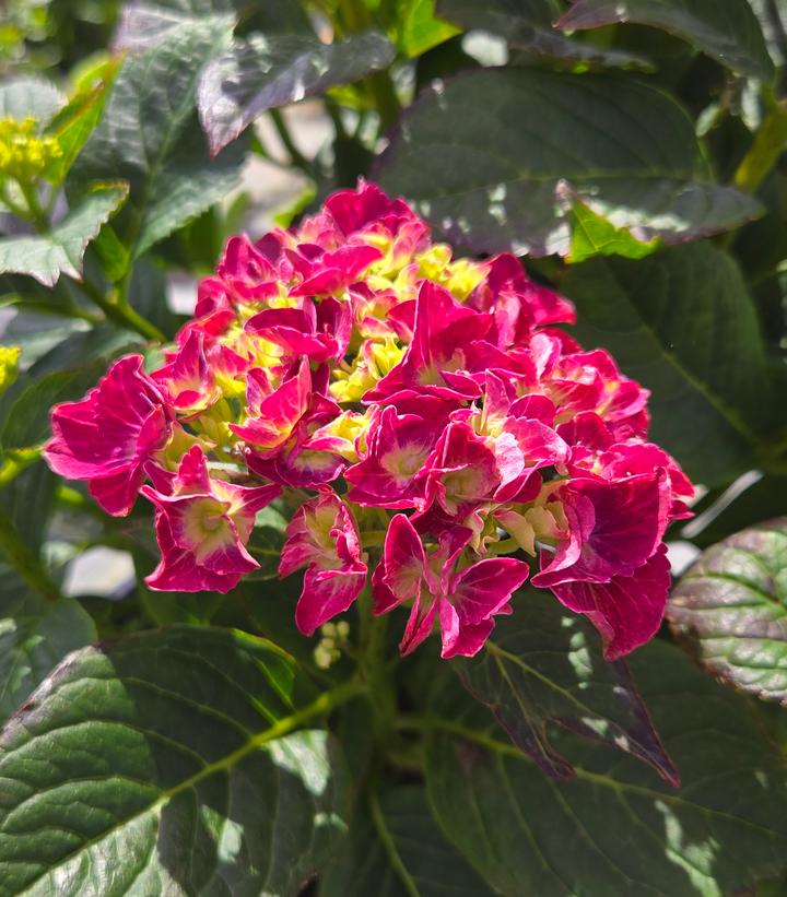 Hydrangea macrophylla Wee Bit Grumpy®