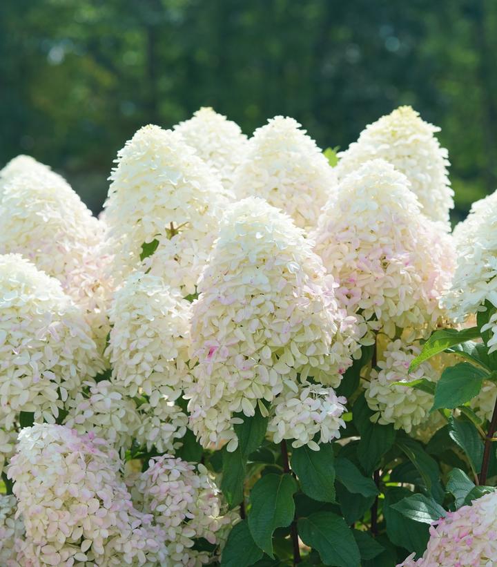 Hydrangea paniculata Quick Fire Fab®