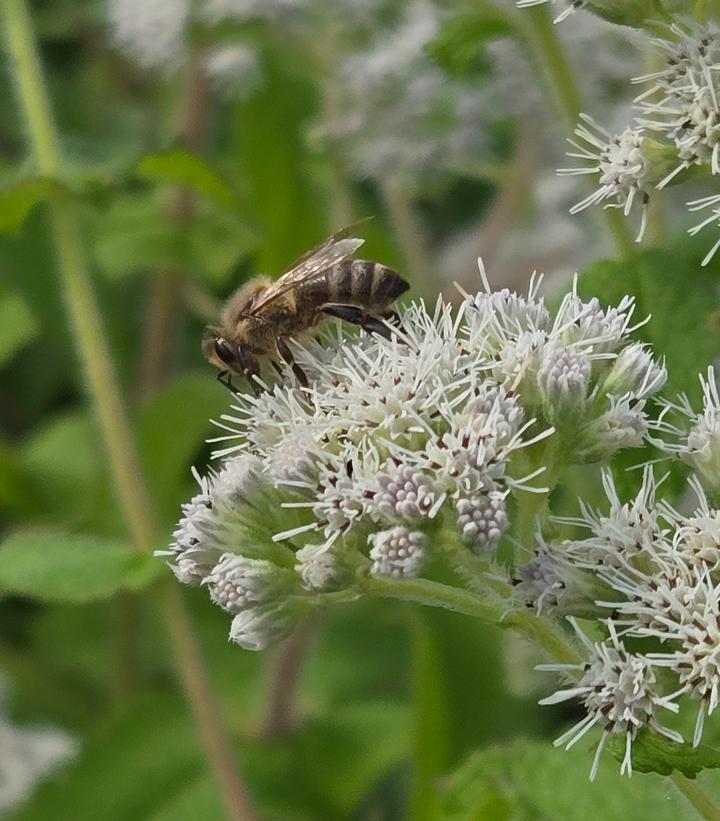 Eupatorium perfoliatum 
