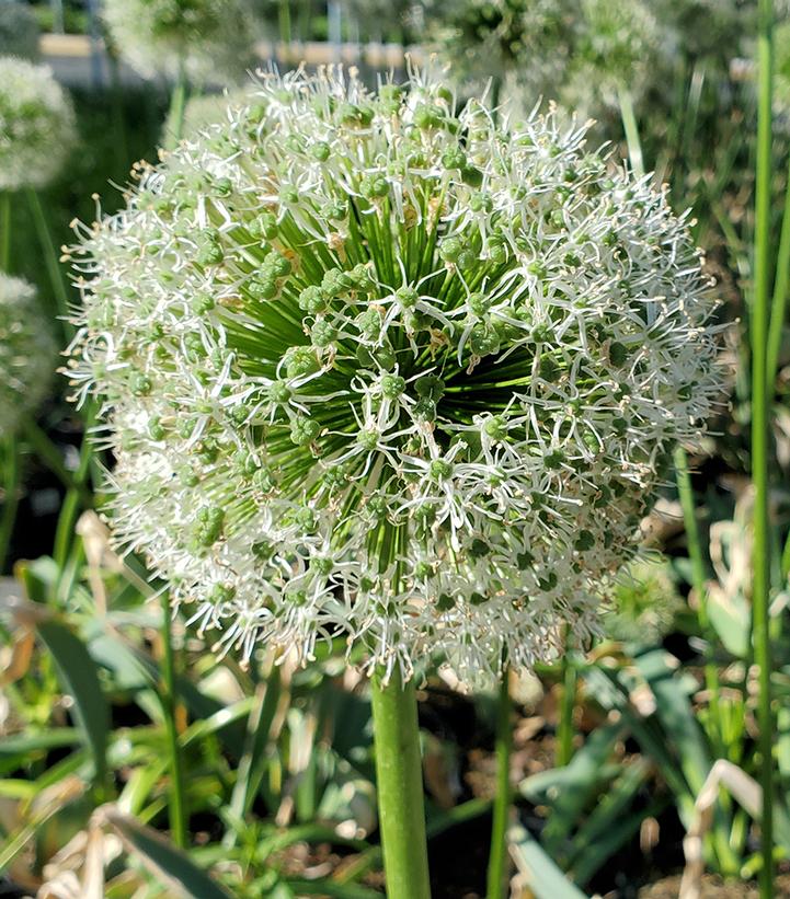 Allium 'Mount Everest'