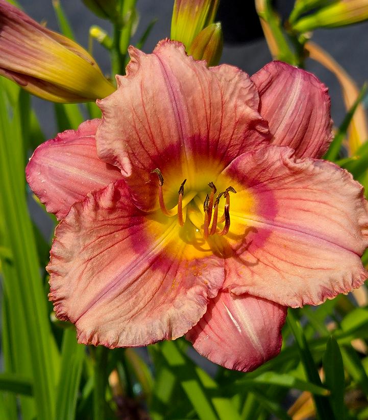 Hemerocallis 'Stephanie Returns'