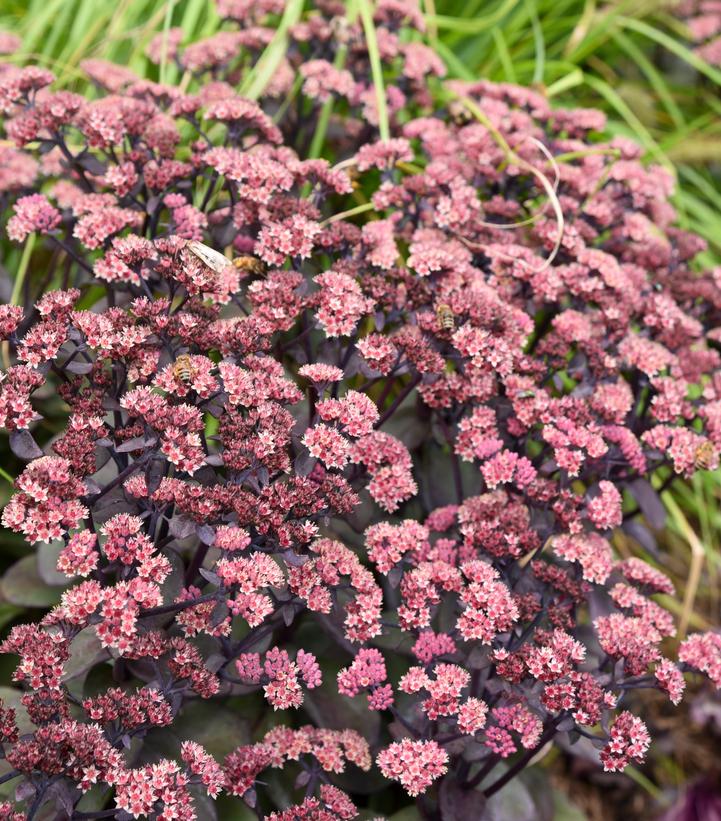 Sedum x Rock 'N Grow® 'Back in Black'