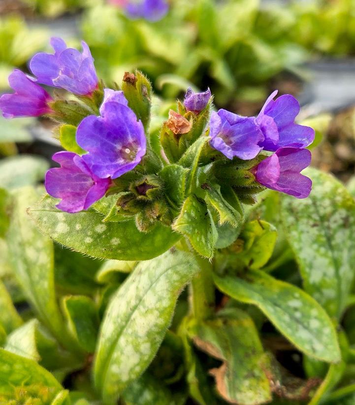 Pulmonaria hybrid 'Spot On'