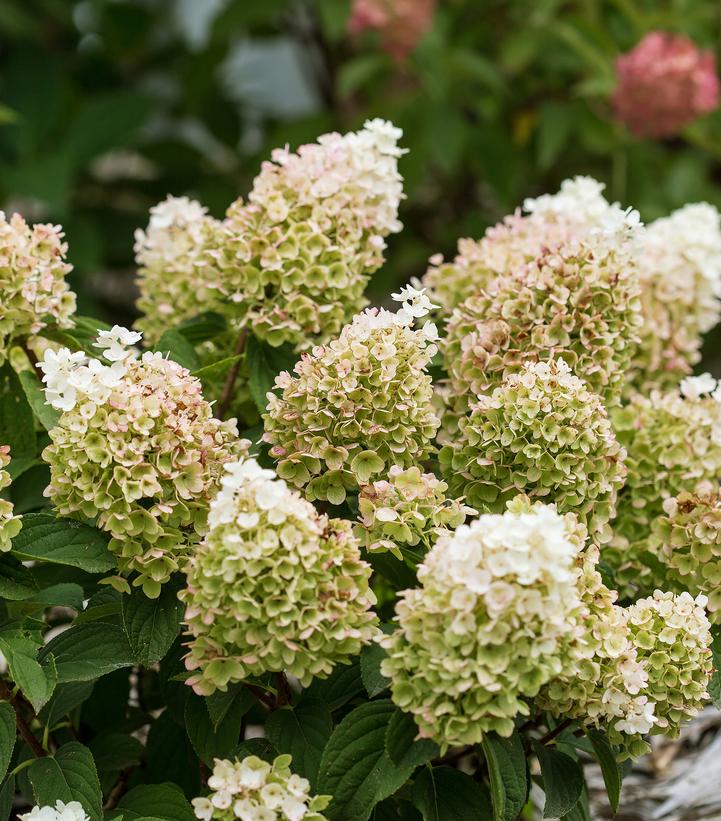 Hydrangea pan. Little Hottie® Panicle Hydrangea