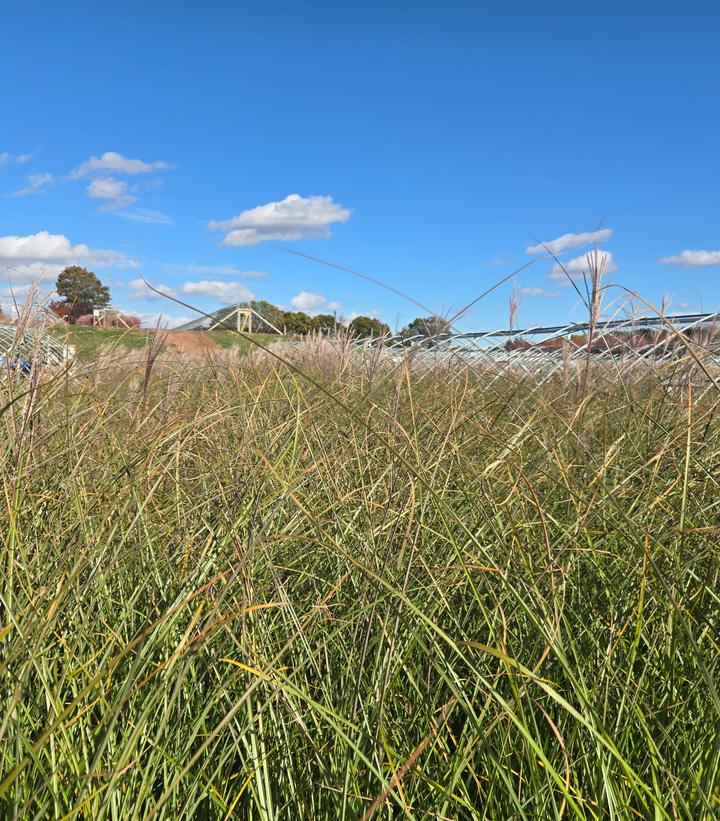 Miscanthus sinensis 'Gracillimus'
