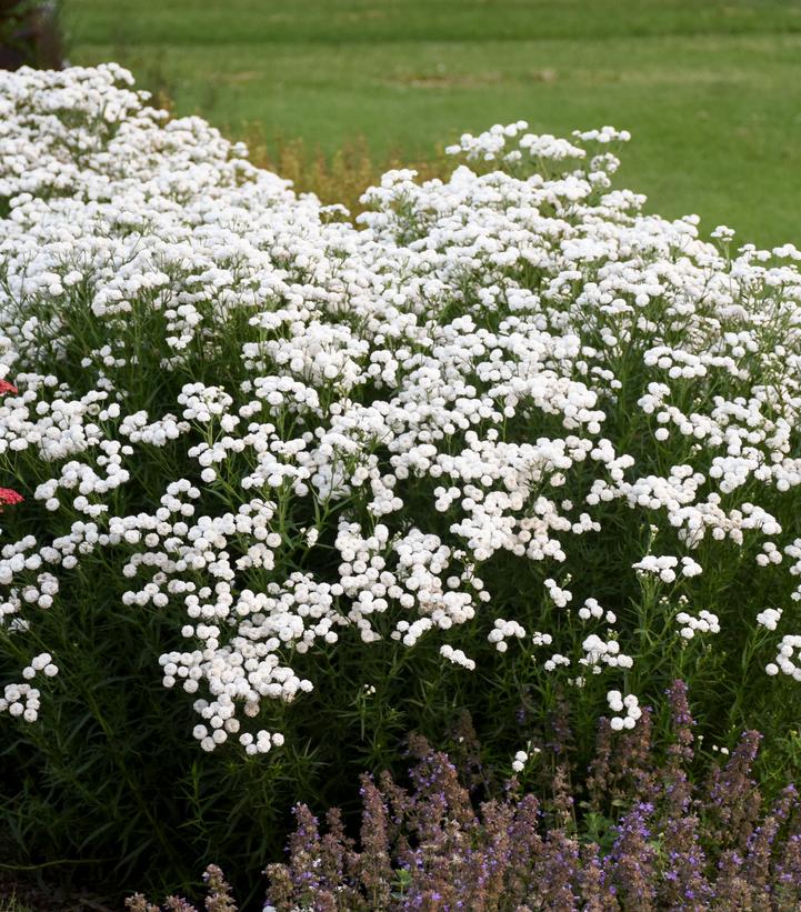 Achillea ptarmica 'Peter Cottontail'