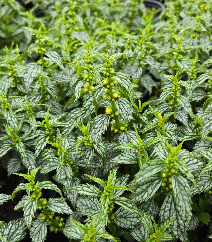 Lamiastrum galeobdolon 'Herman's Pride'