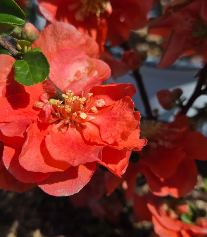 Chaenomeles speciosa Double Take® Peach