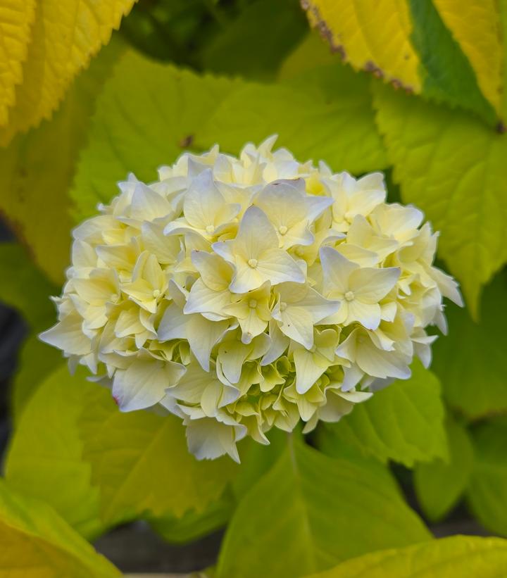 Hydrangea macrophylla 'Golden Penny'