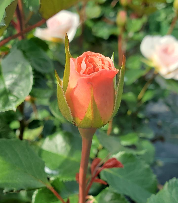Rosa Emily Bronte - grafted
