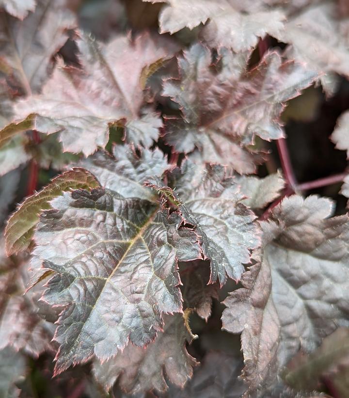 Astilbe chinensis 'Dark Side of the Moon'