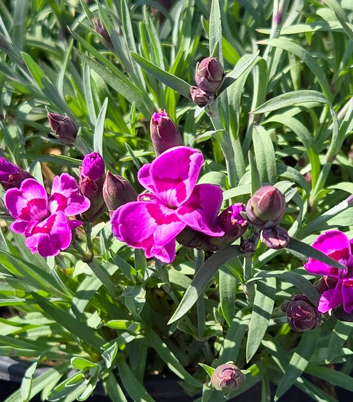 Dianthus x Everlast™ Violet Blue