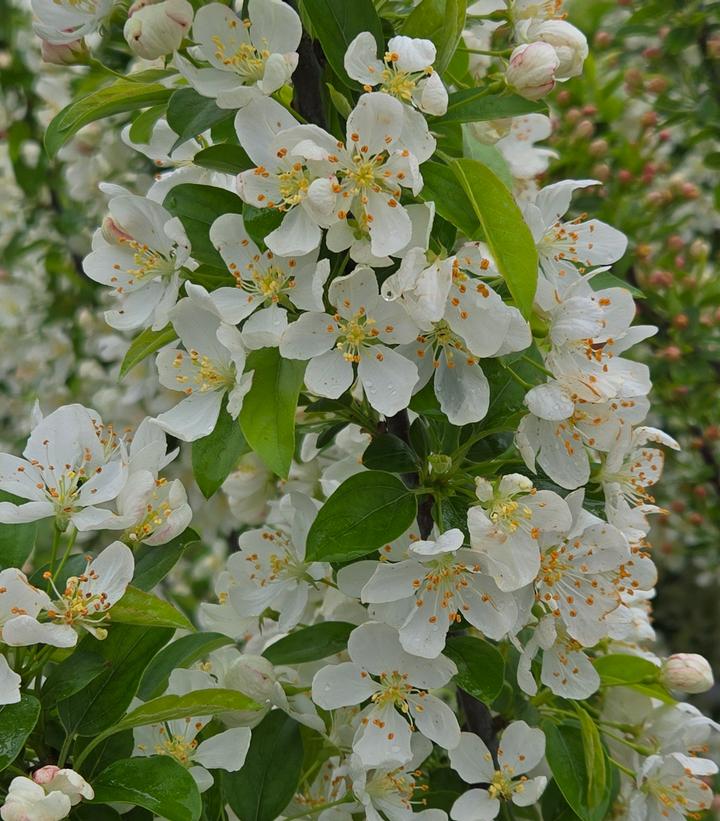 Malus sp. Sweet Sugar Tyme®